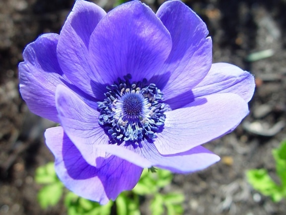 little, blue, floral, explosion