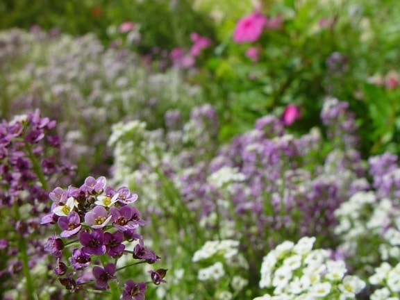 wenig, weiß, lila Blumen, Hintergrund