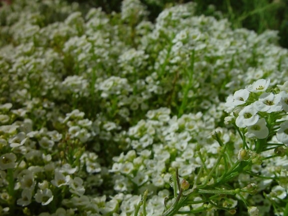 peu, fleurs blanches, fond