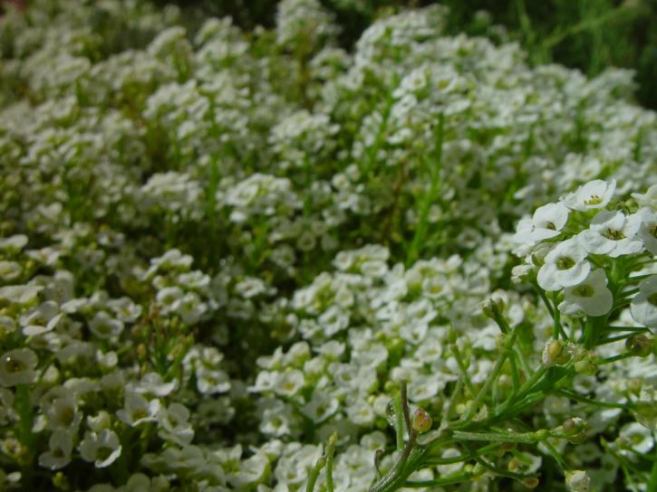 poco, flores blancas, fondo