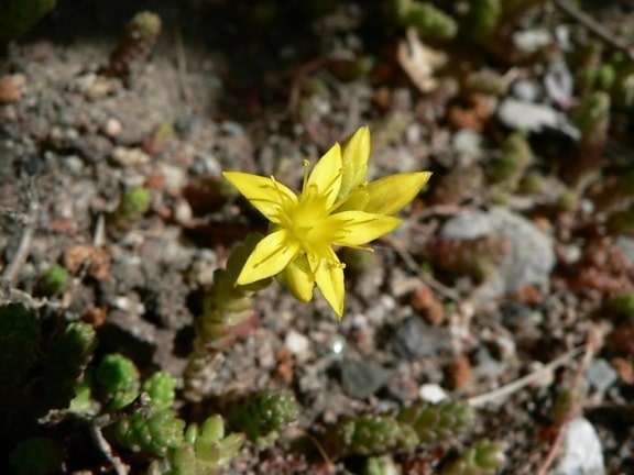 lille, gule blomst