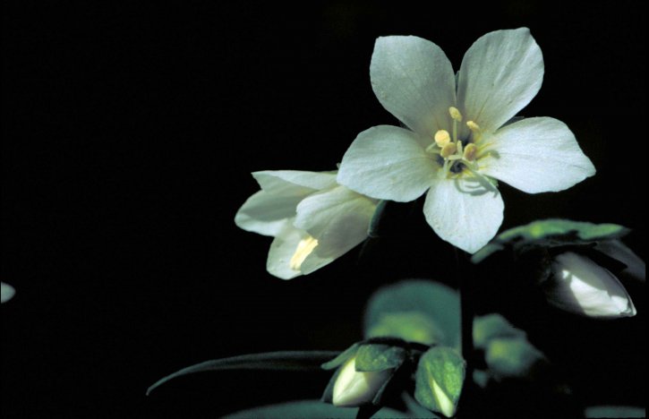 όμορφο, λευκό λουλούδι, άνθιση, jacobs, Σκάλα, polemonium, bruntiae
