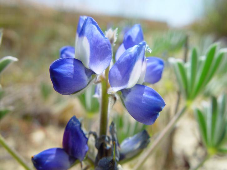 blue, lupin, flowers