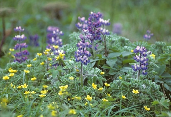 lupine, buttercup, flowers, lupinus, nootkatensis, ranunculus, grandis