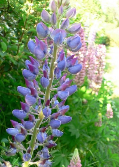ดอกไม้ lupine สีฟ้า