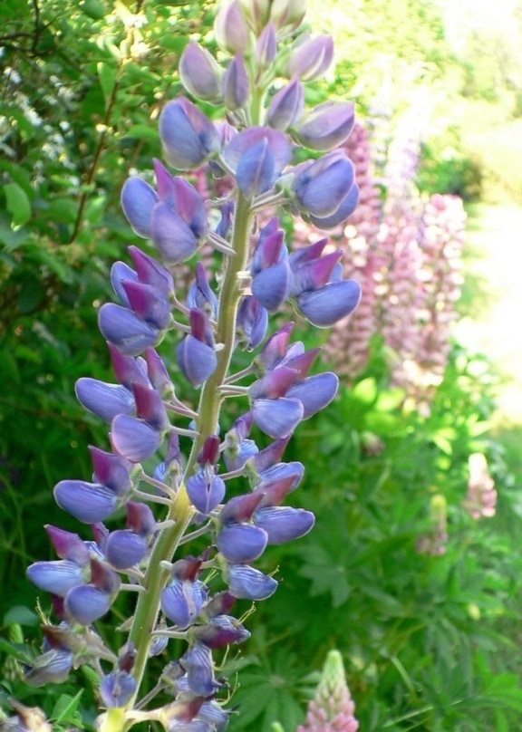 lupine, blue flower