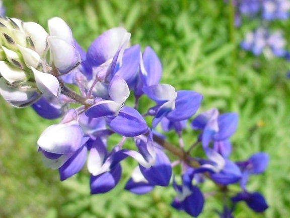Lupin, blomst