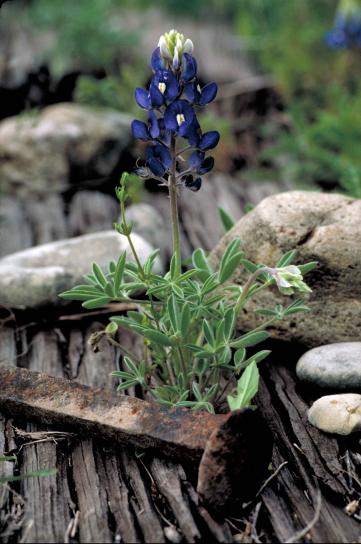Lupinus, texensis, blomma