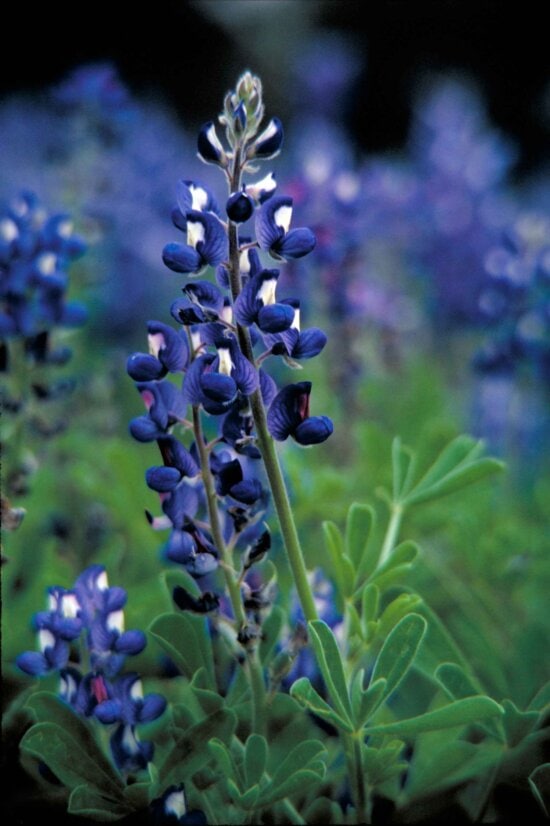 texas, Blaue Lupine, Pflanze, Lupinus, texensis, dunkel, blaue Blüten, weiß, oben