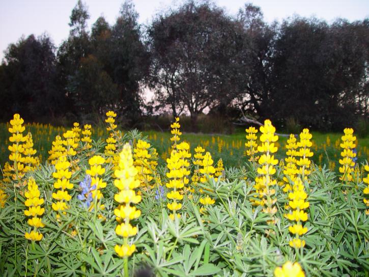 yellow, lupin, flowers