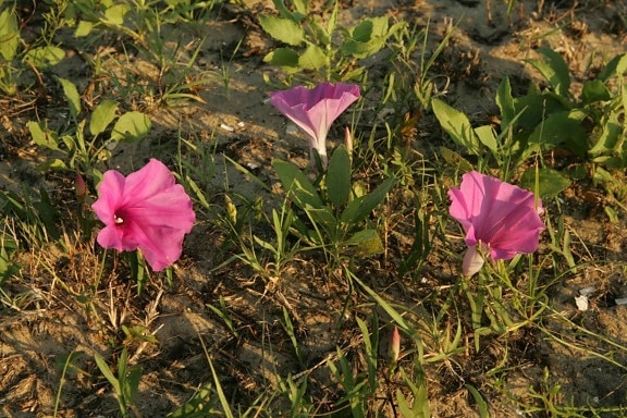 湿原の花