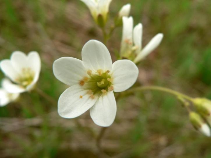 meadow, saxifrage