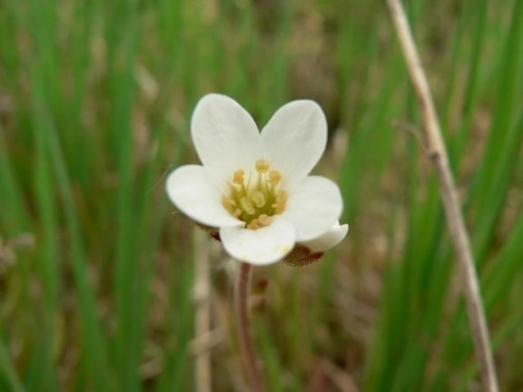 meadow, saxifrage, flower