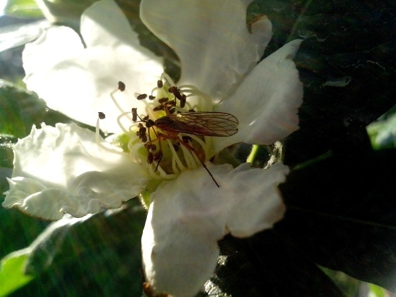 nêspera, flor, pequeno inseto