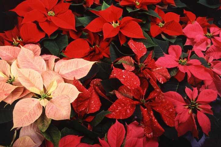 colorfull poinsettias, crveno cvijeće, latice