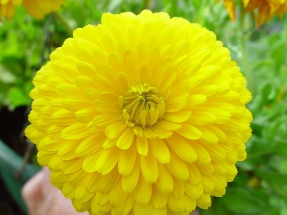 bright yellow, azalea, flower