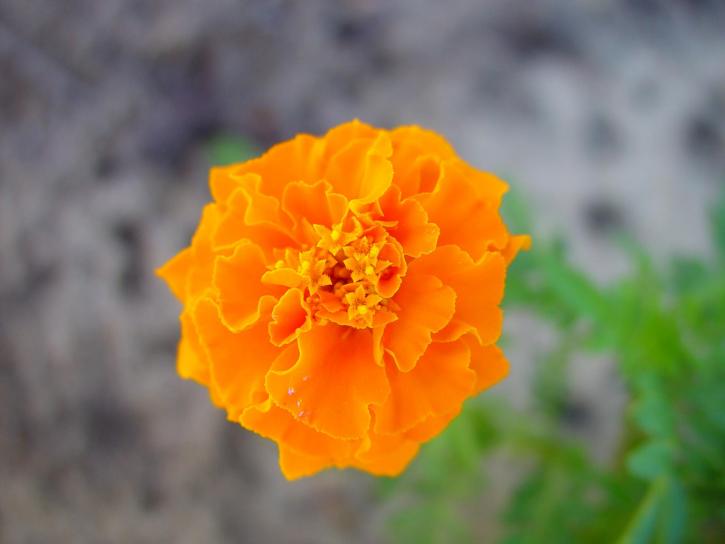 brilliant, orange flowers, flowers