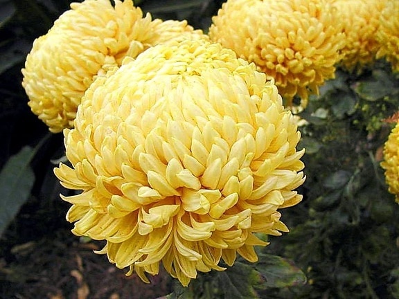 mums, several, flowers, yellow