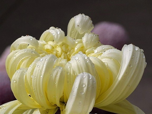 bunga putih, ibu, embun