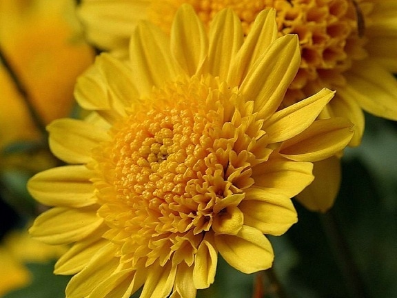 yellow, mums, flowers