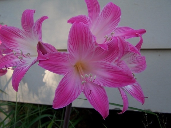 beautiful, pink flower, plant, flowering