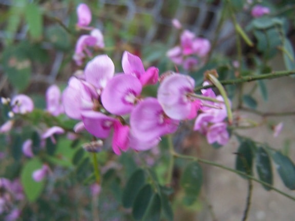 native, roze bloem
