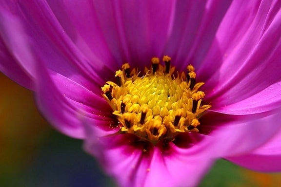 néctar, flor
