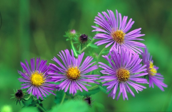 new, england, aster