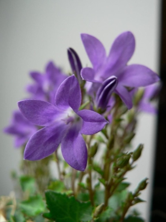 mukava, violetit kukat
