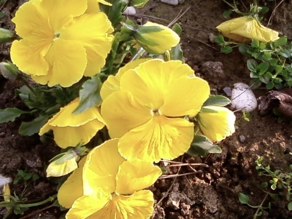bonito, flor amarilla, jardín