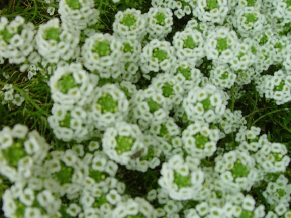 talrige, små, hvide blomster