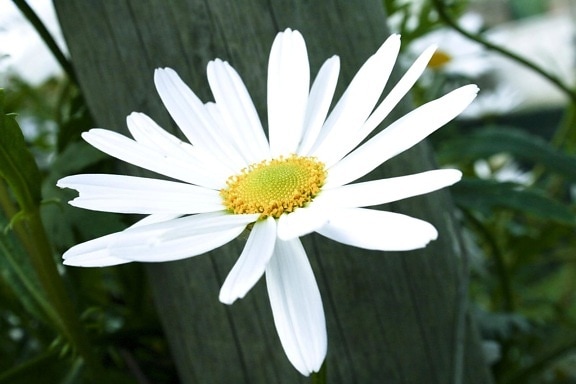 åpen, hvit blomst
