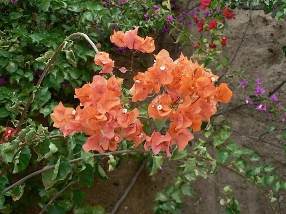 Orange, färgade blommor