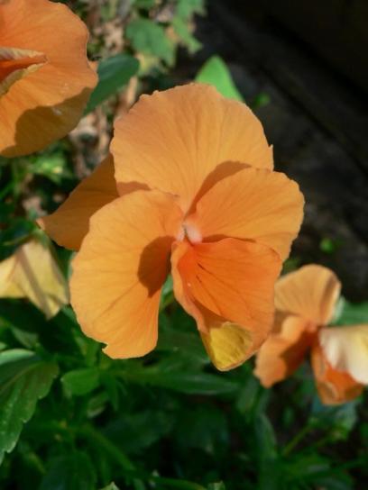 oranžový květ
