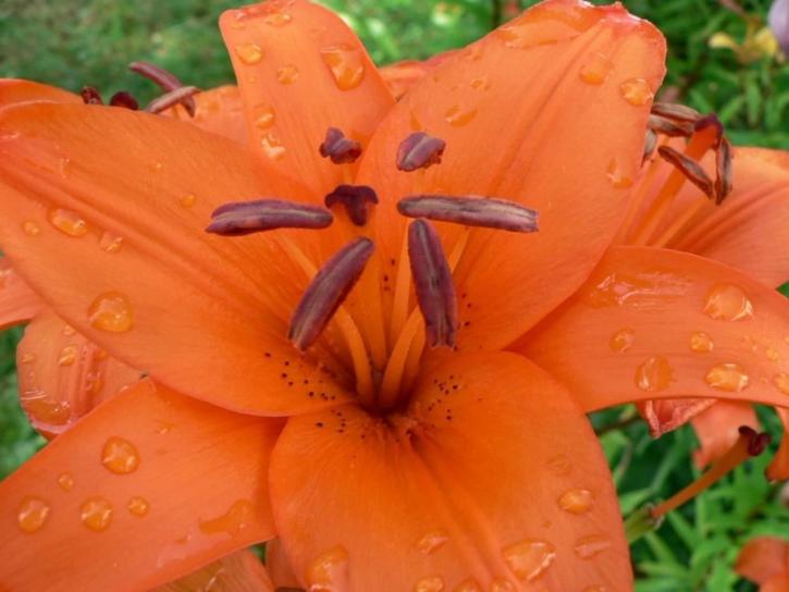 orange flower, close