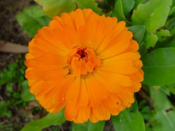 orange Blume, grüne Blätter