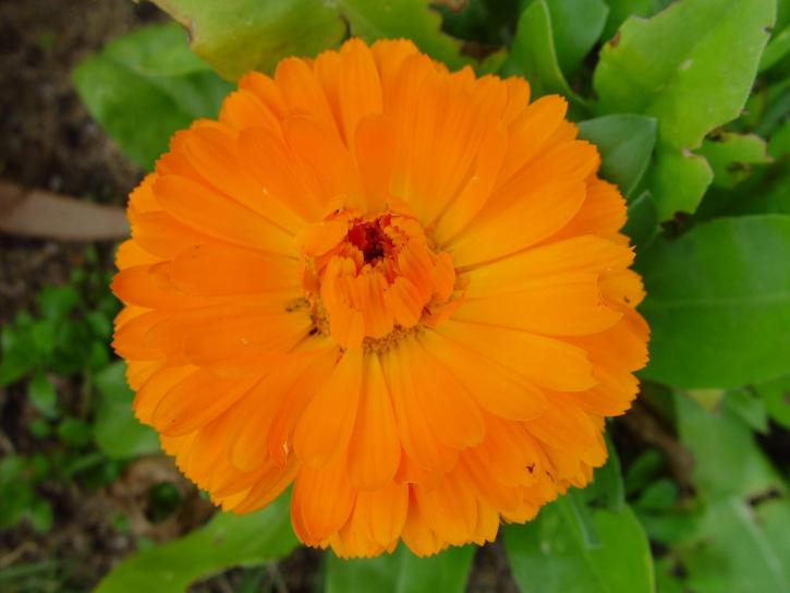 orange blomma, gröna blad