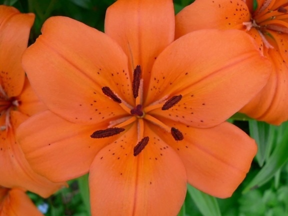 オレンジ色の花、マクロ