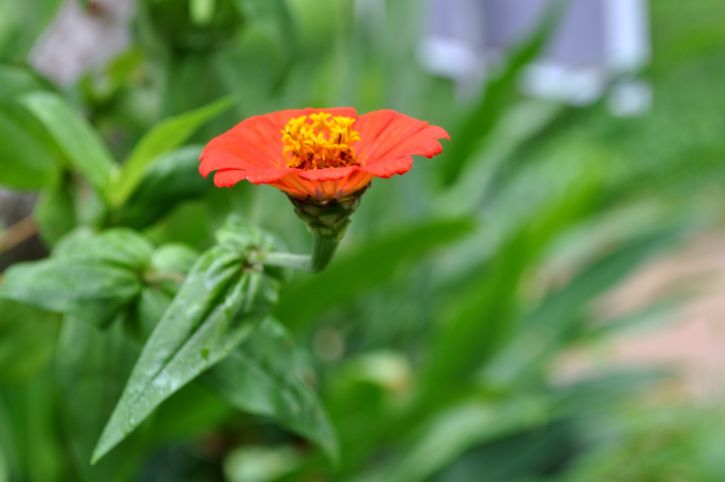 orange flower, yellow, pistil, close