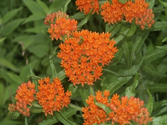orange Blüten, blühen