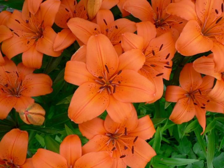 orange Blumen, hoch, Detail