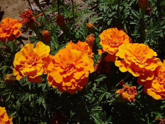 orange, marigolds