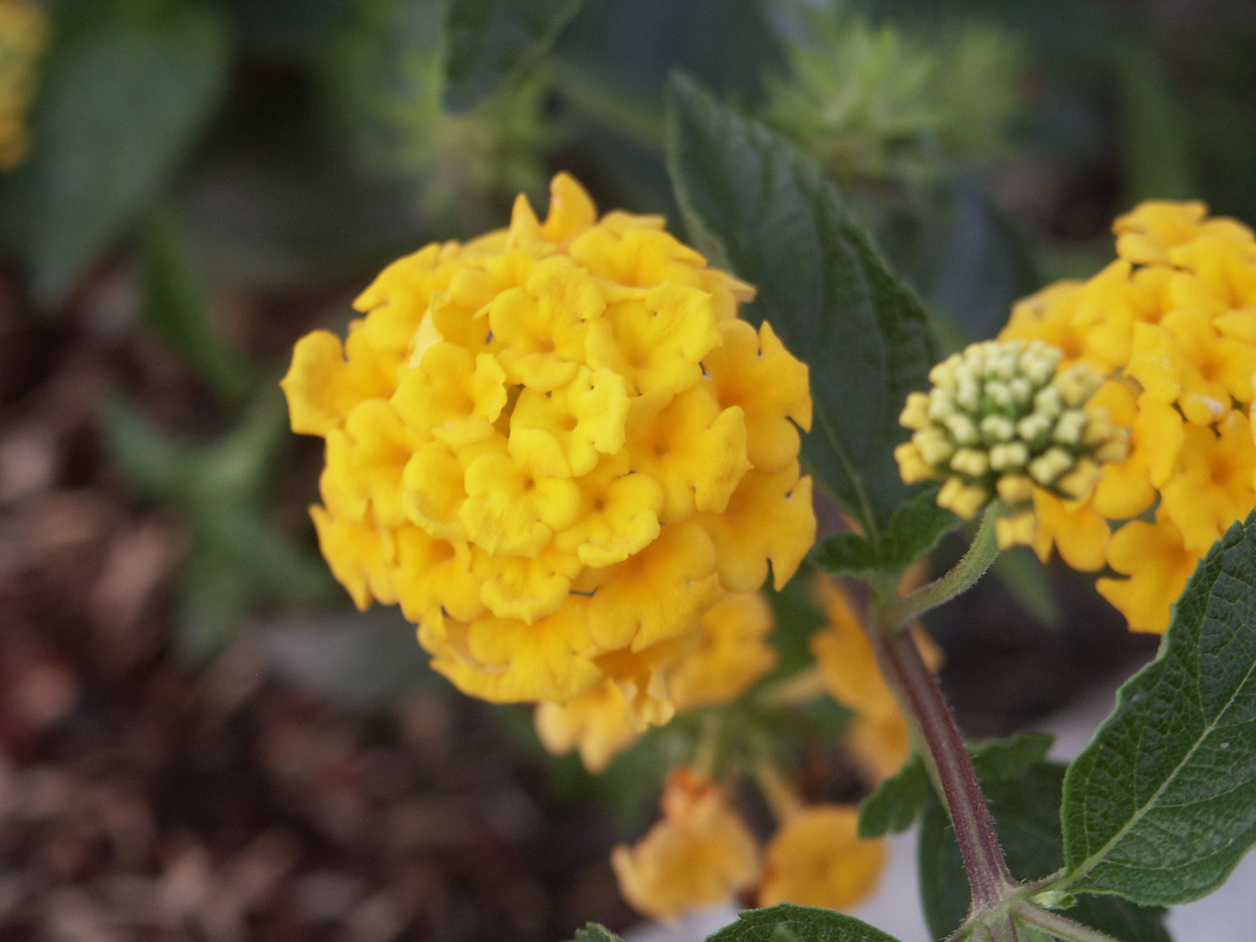 フリー写真画像 オレンジ色の小さな 花