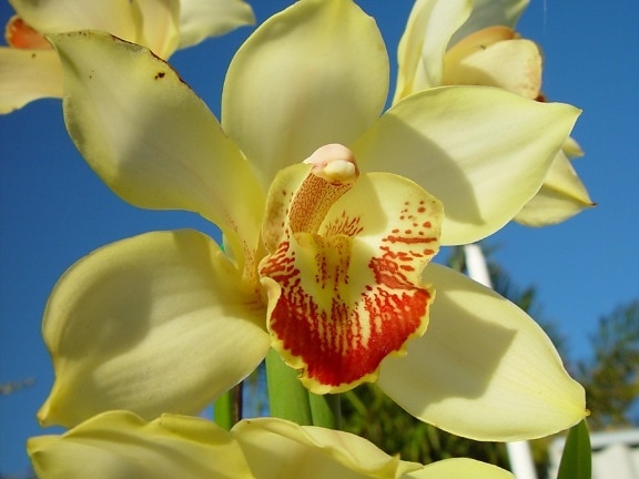 orkidé, blomster, kronblad, makro