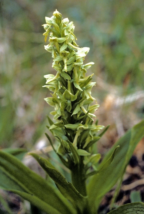 Behring, orkidé