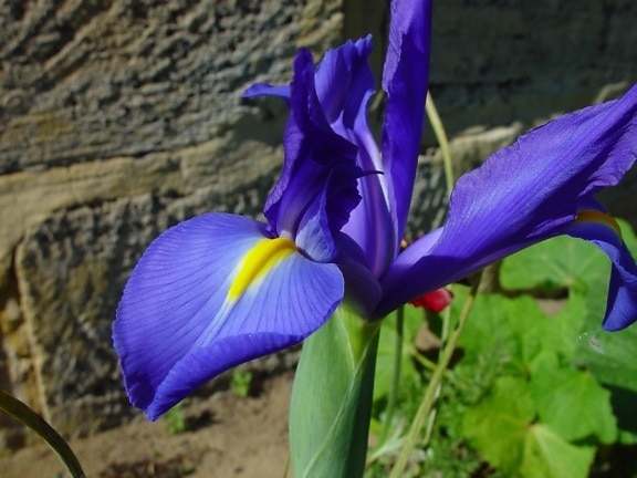 blue, orchid, flower