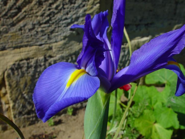 sininen, orkidea, kukka
