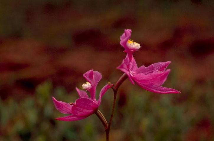 calopogon, orchidej