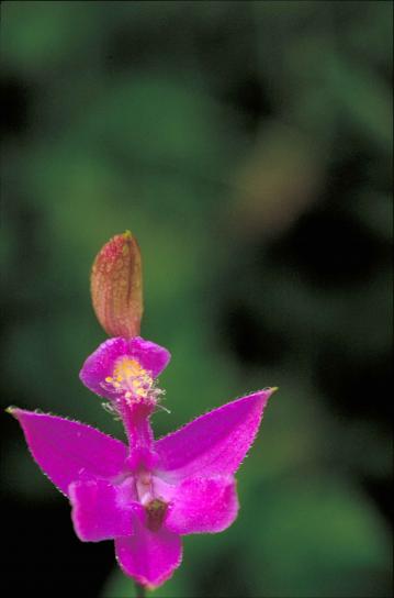 calopogon, стороне, розовый, Орхидея, растение, цветок