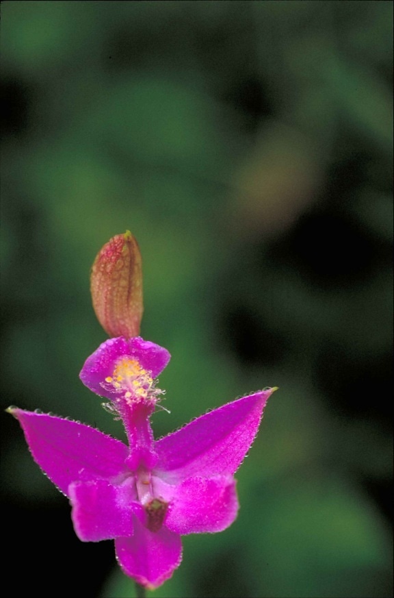 calopogon, pulchellus, růžová, orchidej, rostlin, květin